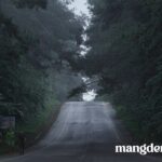 Con đường thông check in Măng Đen - Vẻ đẹp rừng thông Măng Đen