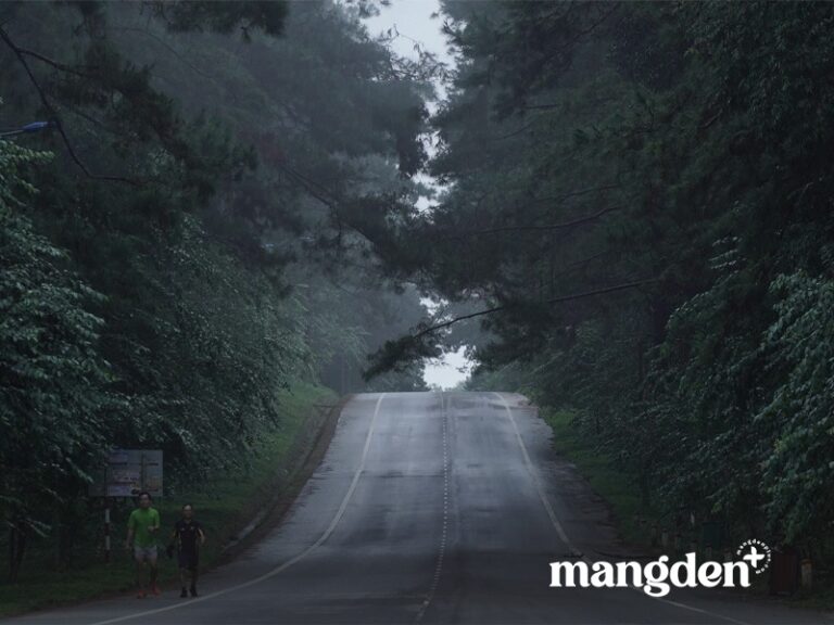 Con đường thông check in Măng Đen - Vẻ đẹp rừng thông Măng Đen